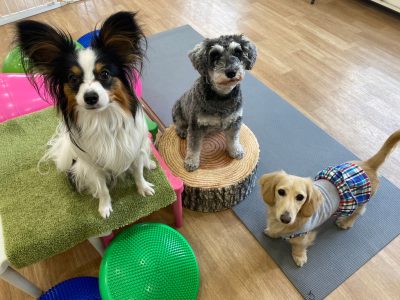 ハウスドッグclass?2024/1/19