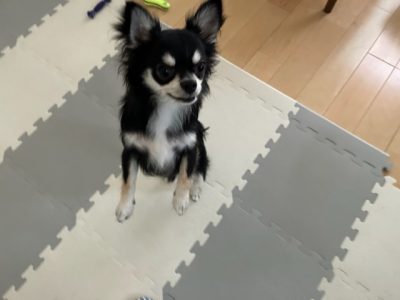 トイレトレーニングはどこまで求める？