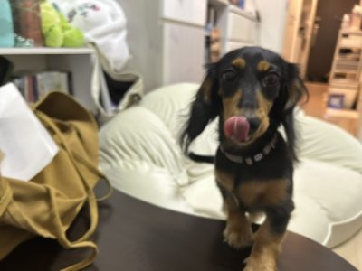 吠える環境を作らない。のびのびと過ごせる環境がありますか？