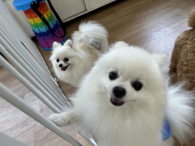 2024/5/24 ハウスドッグ?class風景