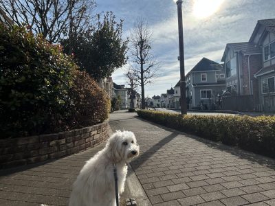 犬が街中でじっとともに佇めることってそれだけですごくない？？