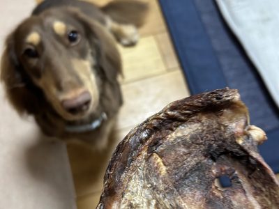 噛むことが好き。本能・脳の知育。いっぱい噛ませてくれーーー