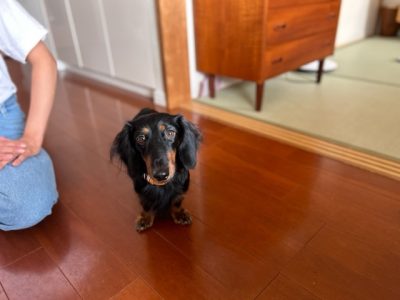 多頭飼いは別々でのレッスンをする事❣