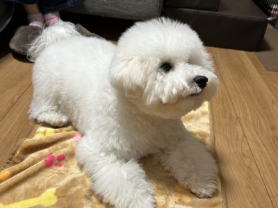 犬に安心な場所を作る重要性