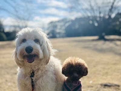 犬の飼い方マニュアルはやめよう