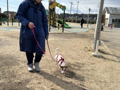 リードワークは「犬に合わせる」だけでは成り立たない