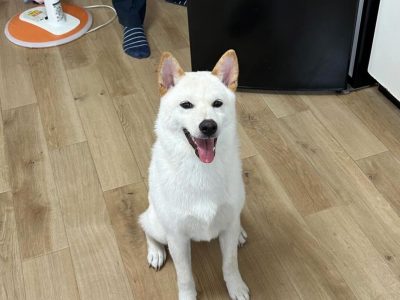 一人暮らしで犬を飼う方へ