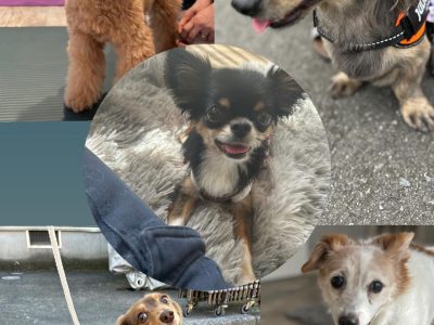 新座市９月１８日　リバライブ犬の整体　イベントありがとうございました