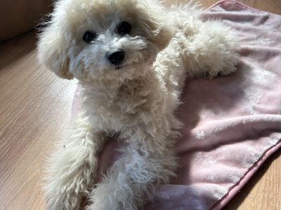 おやつを使わずにあなたがご褒美になる！！