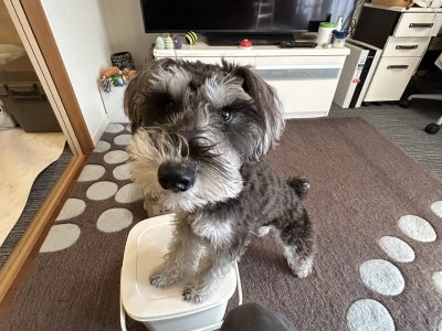 お座り・伏せだけじゃない！合図で愛犬ともっと楽しくなる理由?