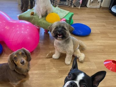 ハウスドッグ?class2023/10/6