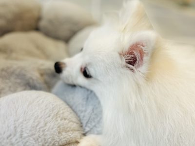 犬が触られる事を許してくれるように接してますか？