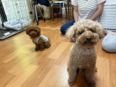 次のわんこを迎えるのはしっかり考える