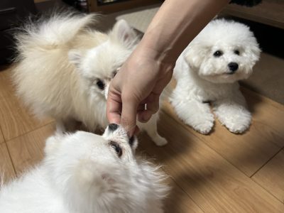 犬同士も秩序とマナーが必要だね