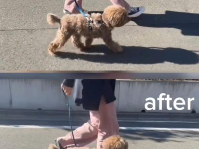 ココロと身体を紡ぐ　ドッグ?整体②