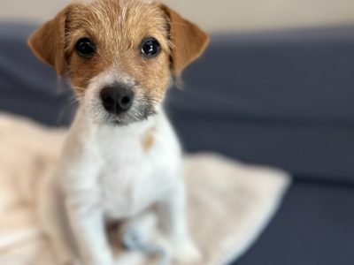 パピーの経験とはポジティブの積み重ね　