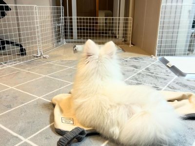 お部屋を出る時も人の対応で犬の大騒ぎは変わる