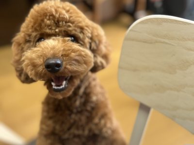 春ちゃん８か月　トイプーカウンセリング