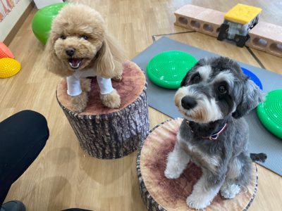 ハウスドッグ?クラス2024/2/2