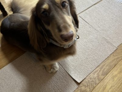犬のストレス溜まってたら問題行動は出るよ？？