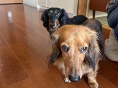 犬の整体　出張で定期メンテナンスで　楽に歩けるためのエステ♪