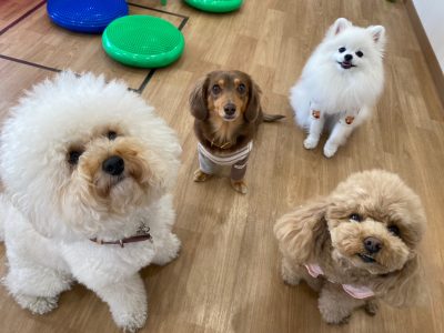 ハウスドッグ?class　2024/2/9