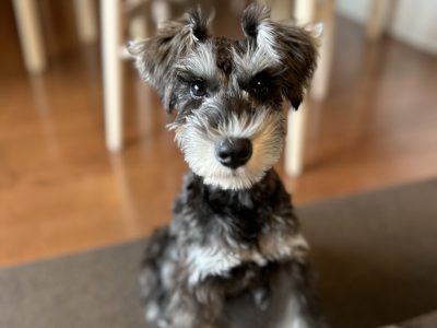 パピーのころからトレーニングをすると未来が見える？！