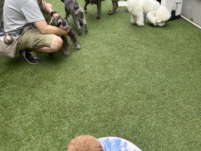 犬達の交流　関係性を理解しようセッション