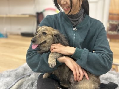 ドッグトレーナーによる犬の整体ドッグアナトミー今回も大泉学園スペースにて満員御礼♡