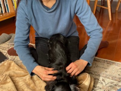 犬の整体部　出張　若くてもケアがものを言う