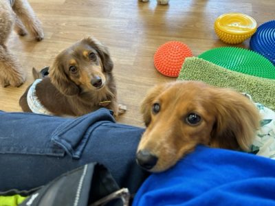 ハウスドッグCLASS?　2023/10/18