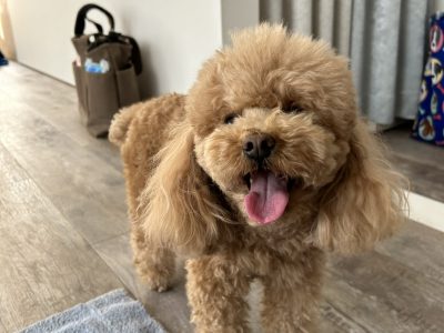 犬の整体部　変化　事例　3歳パテラ手術