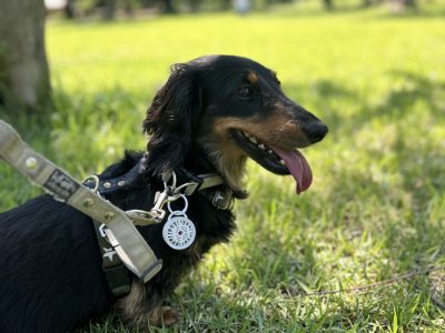 犬や人　吠えてしまうなら刺激レベルを考えてみよう