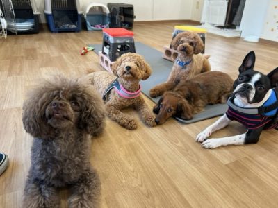 ハウスドッグ?class 2023/10/20