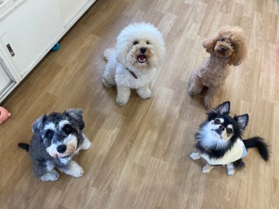 愛犬のための預かりclass　リバライブのハウスドッグclass　2024/2/16