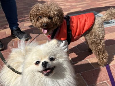 犬との日々は犬の立場で動くということ。