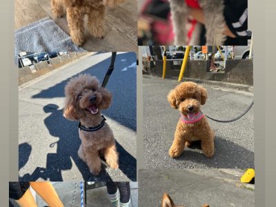 犬の整体部　特別な日を今後も継続！！