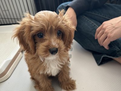 パピーのしつけがうまくいかない理由｜ポジティブトレーニングって？