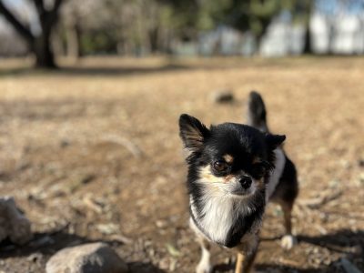 犬を観察する。犬が考えている事を深く観察する。ってことの重要性