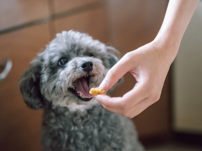 トリーツのあげ方