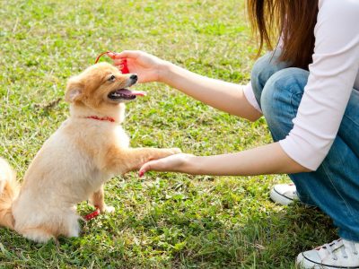 「お手」や「おかわり」より・　・　「おすわり」と「ふせ」