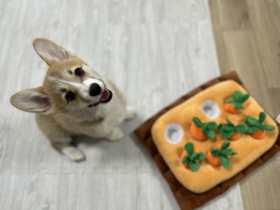 問題行動と社会化の関係