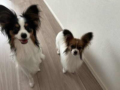犬のしつけ　環境設定と人の管理は不可欠