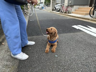 お散歩の興奮はモチベーションコントロールが必須