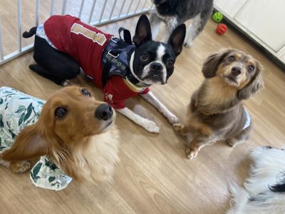 ?ハウスドッグ　class?リバライブの成犬知育クラス　2023/6/23