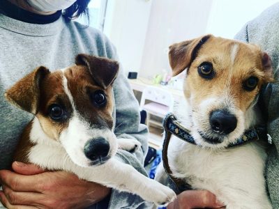 多頭飼いって先住犬優先？！