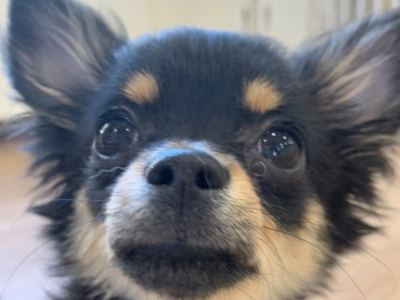 パピー＆Jr.class