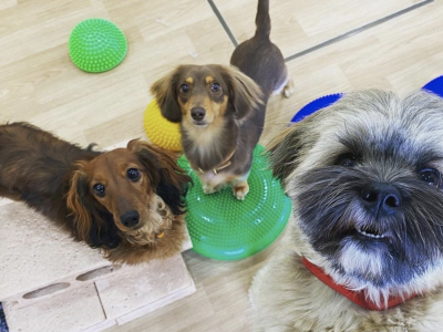 パピー＆Jr.クラス