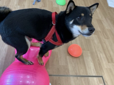 パピー＆Jr.クラス