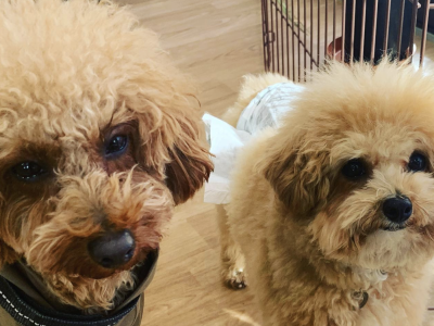 パピー＆ジュニアクラス